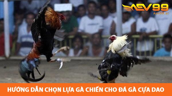 chon-lua-ga-chien